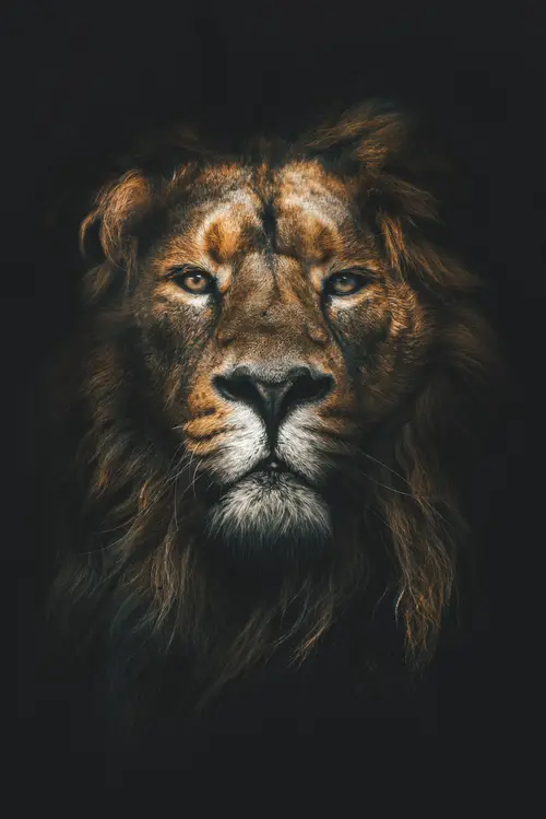 Black & Gold No. 31 — printable wall art