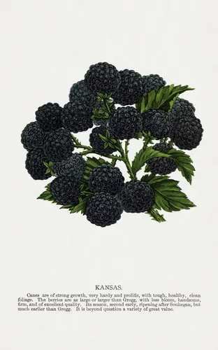 Aesthetic Art No. 593 — downloadable digital art print