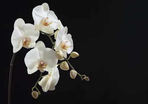 Flower Botanical No. 206 — downloadable digital art print