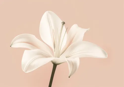 Flower Botanical No. 186 — downloadable digital art print