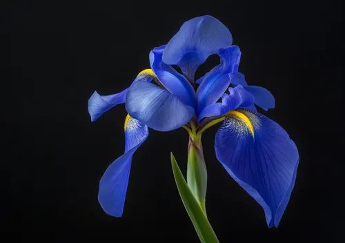 Flower Botanical No. 163 — downloadable digital art print