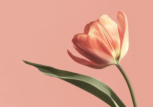 Flower Botanical No. 247 — downloadable digital art print