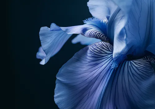 Flower Botanical No. 162 — downloadable digital art print