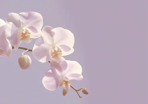 Flower Botanical No. 200 — downloadable digital art print