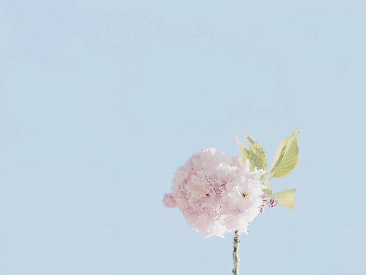 Aesthetic Art No. 239