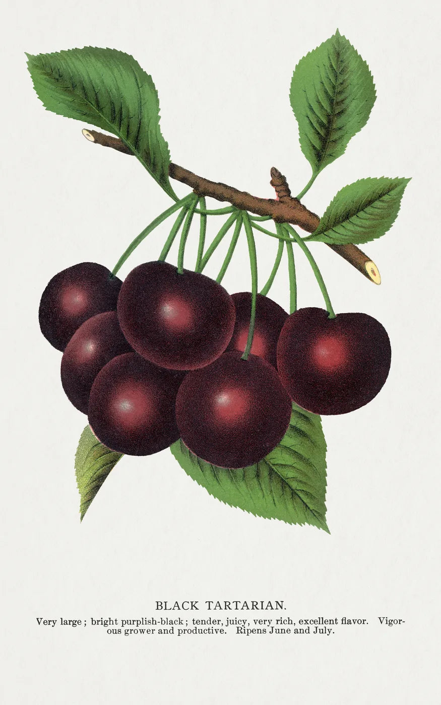 Aesthetic Art No. 493