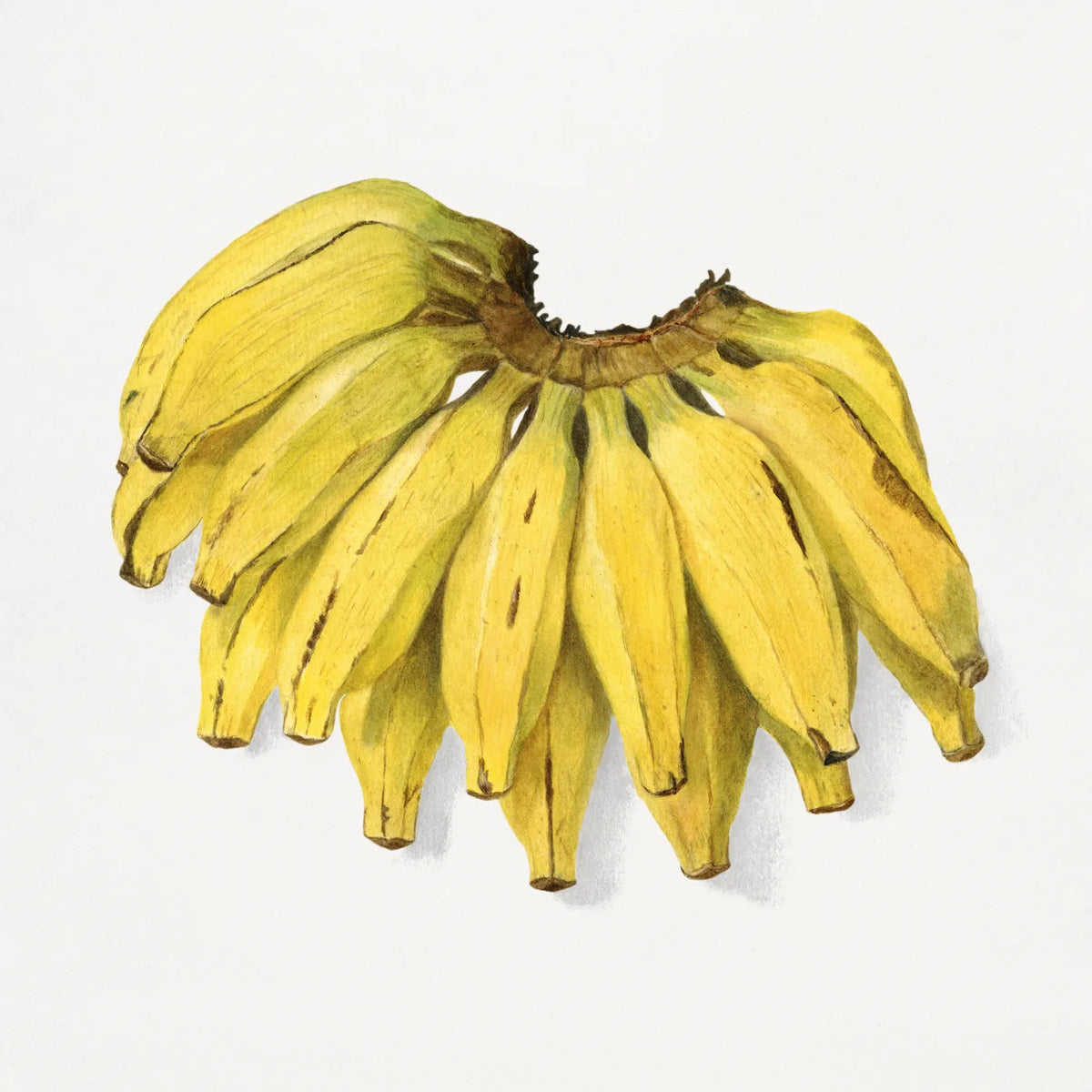 Aesthetic Art No. 556
