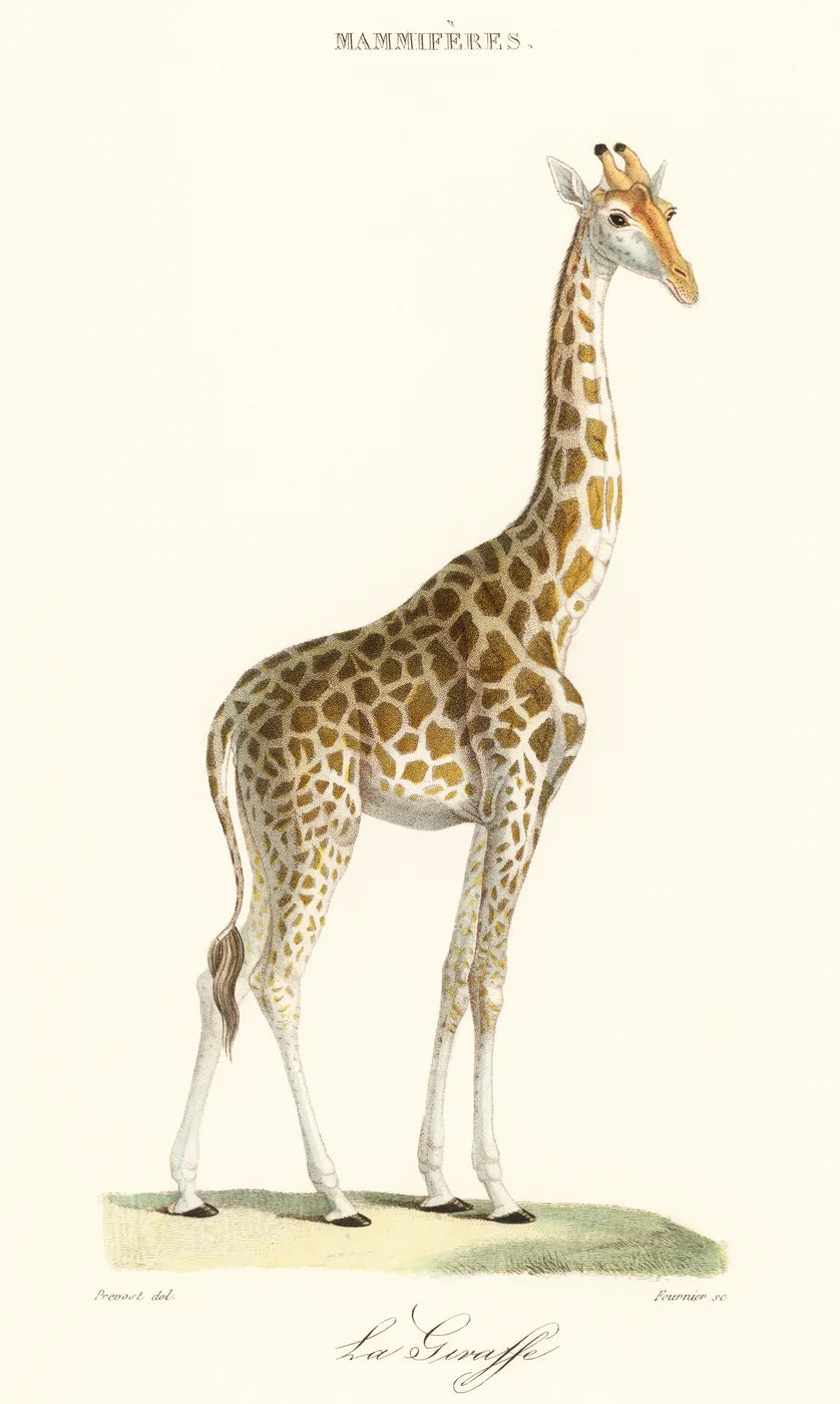 Aesthetic Art No. 921