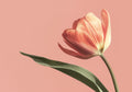 Flower Botanical No. 247